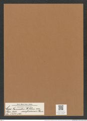 Coscinodiscus janischii var. arafurensis Grun (de-Toni-Nr.: Genus 202, Species 5021) Zeichnungen Sammlung Grunow Mappe 04826 (Herbarium_W_Grunow_drawings_Folder_04826)